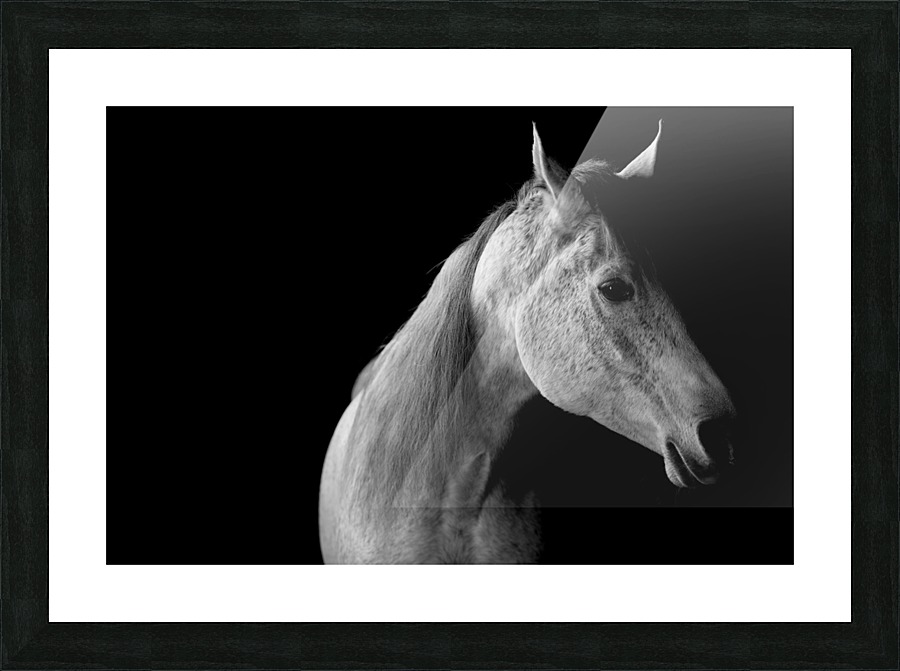 Studio Horses Picture Frame print