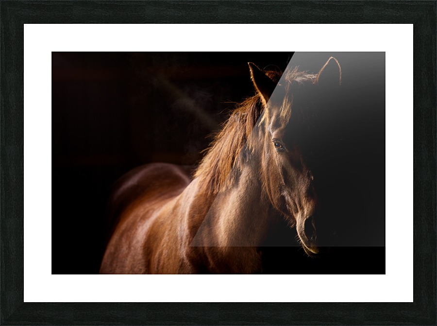 Studio Horses Picture Frame print