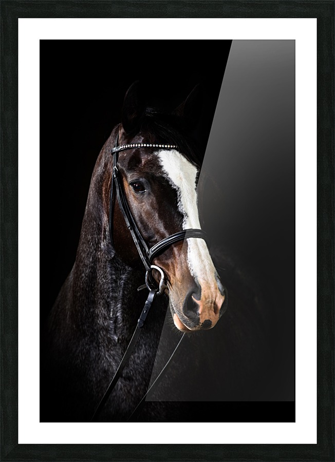 Studio Horses Picture Frame print