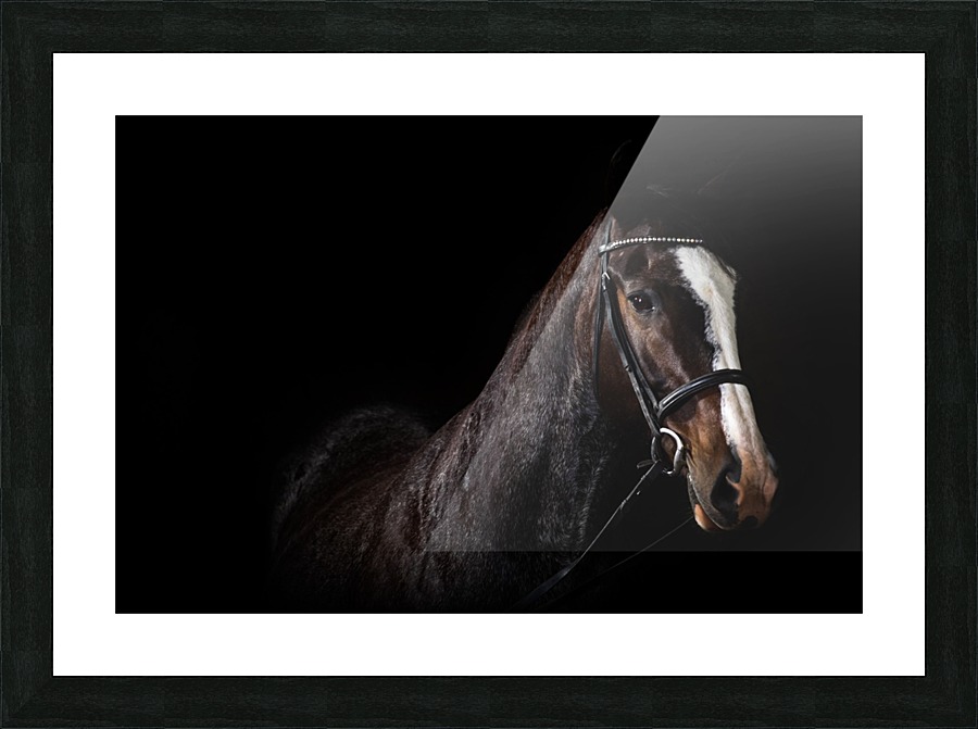 Studio Horses Picture Frame print