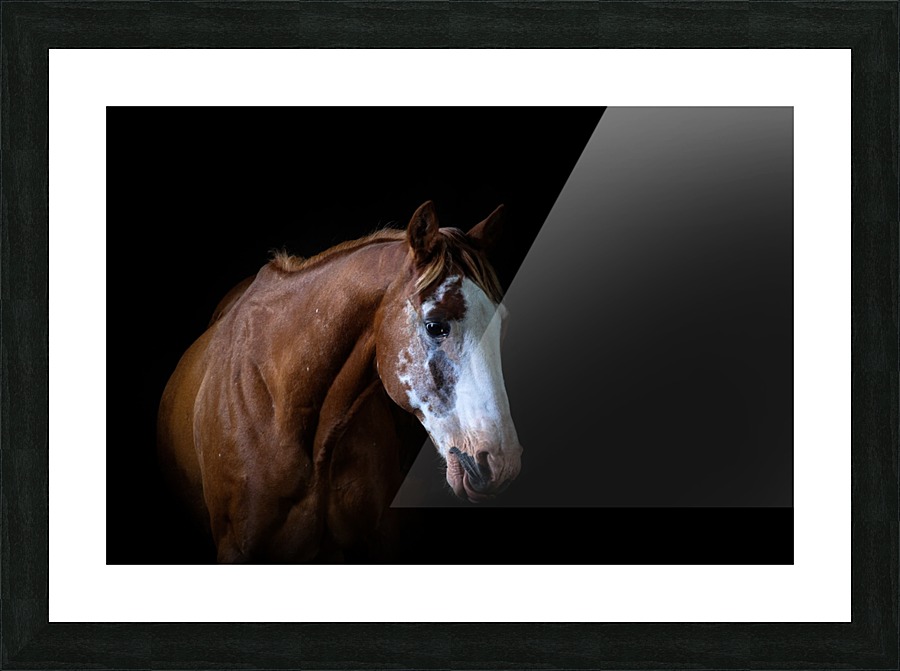 Studio Horses Picture Frame print