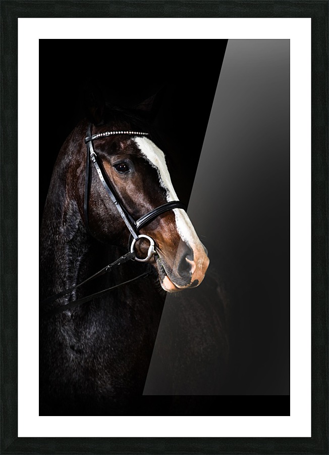 Studio Horses Picture Frame print