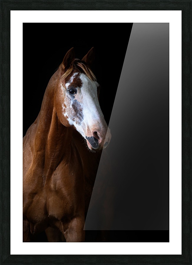 Studio Horses Picture Frame print