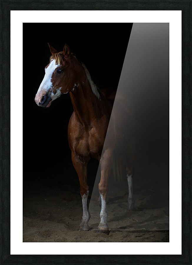 Studio Horses Picture Frame print
