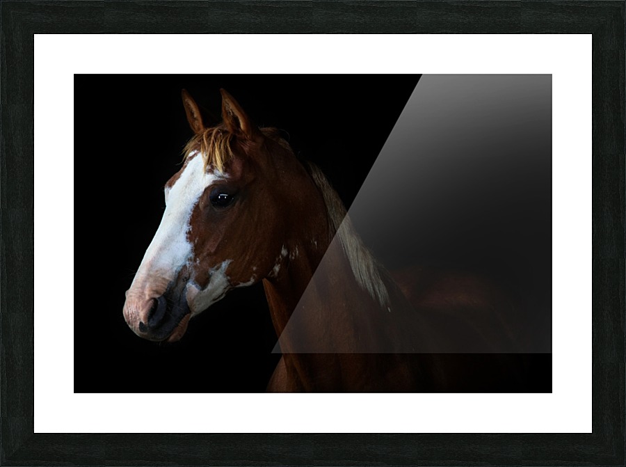 Studio Horses Picture Frame print