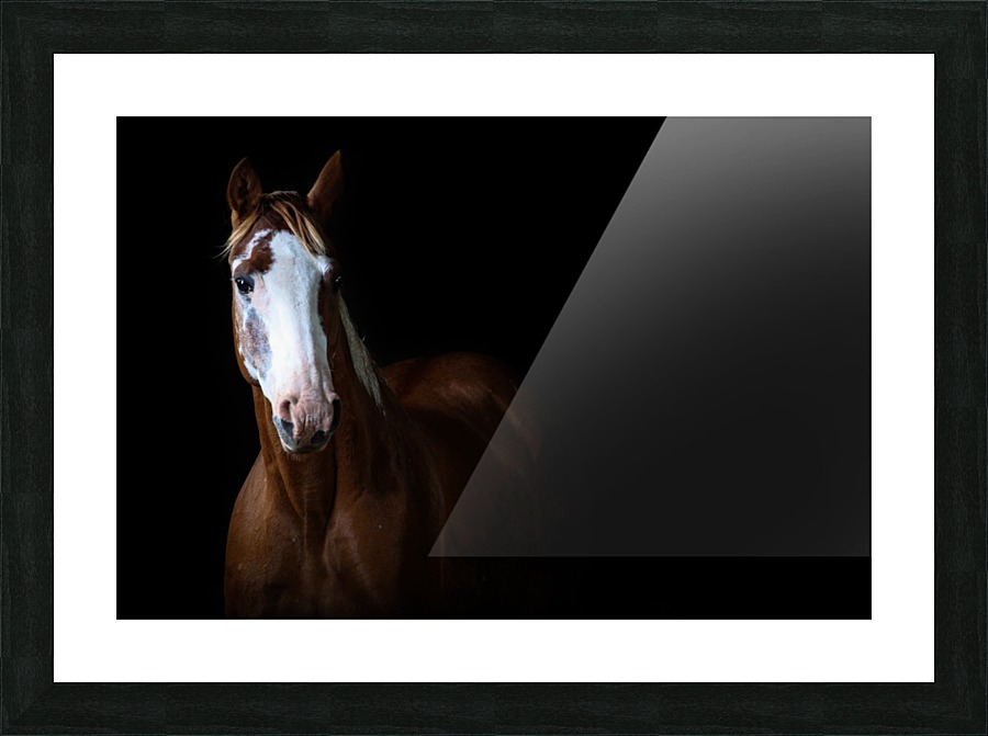 Studio Horses Picture Frame print