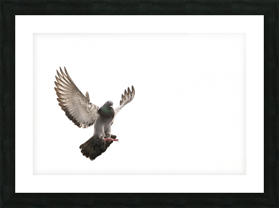 Take Flight Picture Frame print