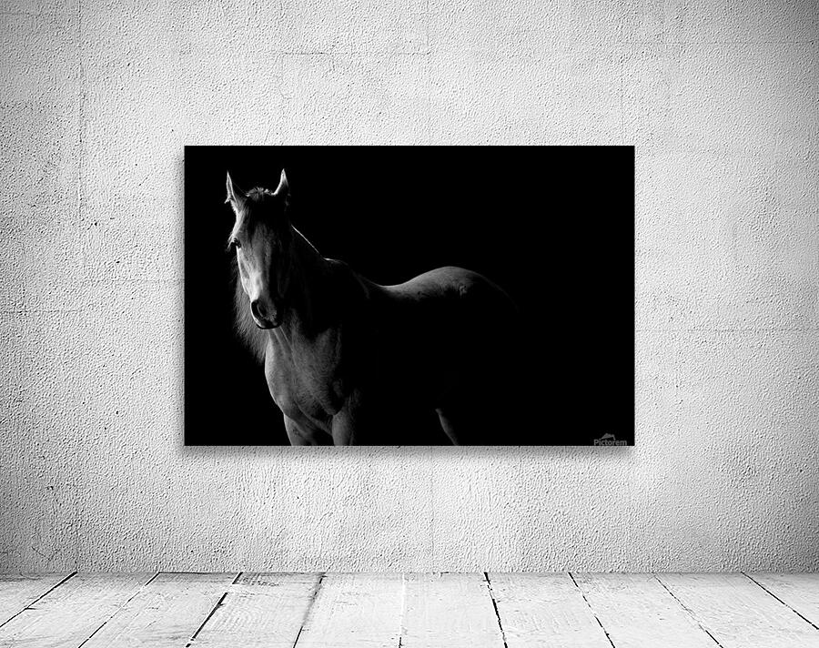 Studio Horses Wall Preview