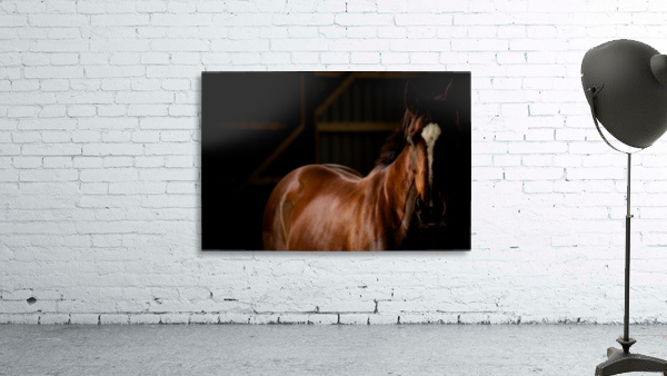 Studio Horses Wall Preview