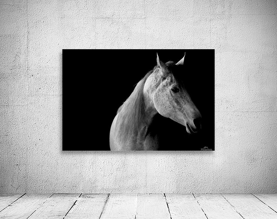 Studio Horses Wall Preview