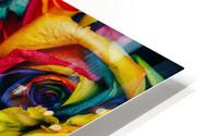 More Rainbow Roses HD Metal print