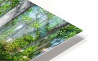 Florida Springs HD Metal print