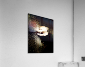 mushroom  Acrylic Print