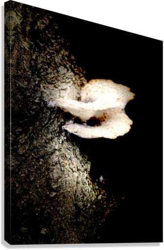 mushroom  Canvas Print