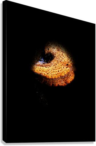mushroomz Canvas Print