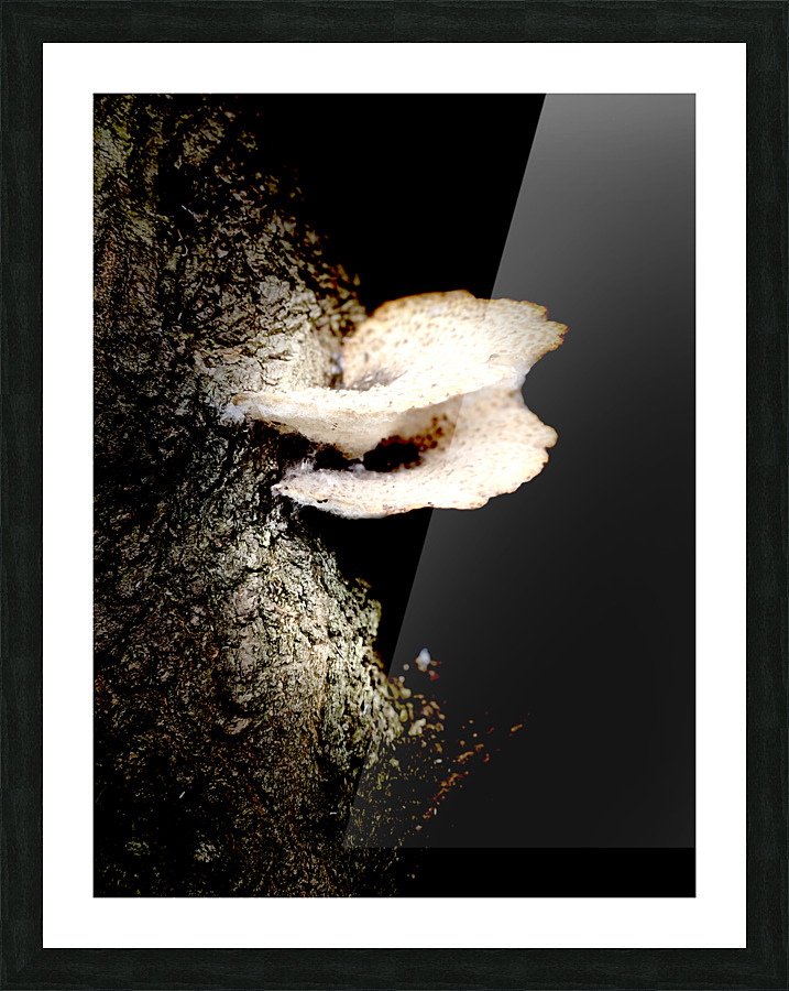 mushroom  Picture Frame print