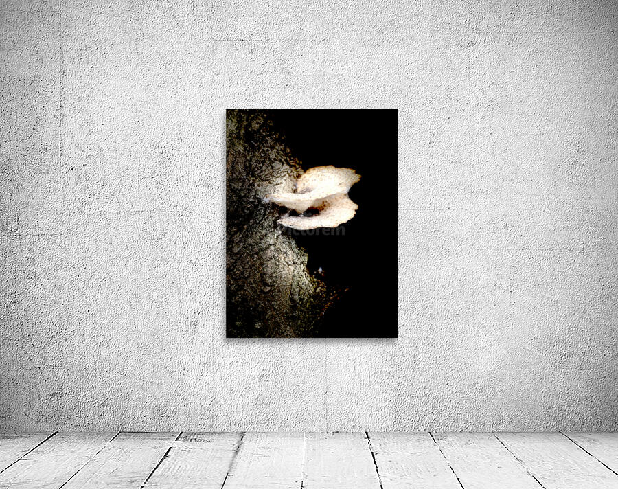 mushroom  Wall Preview