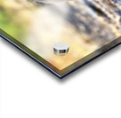 Tortoise 1 Acrylic print