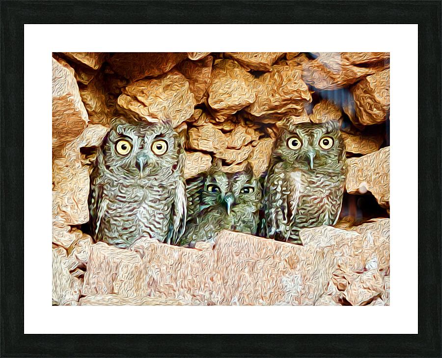 Three Little Owls Picture Frame print