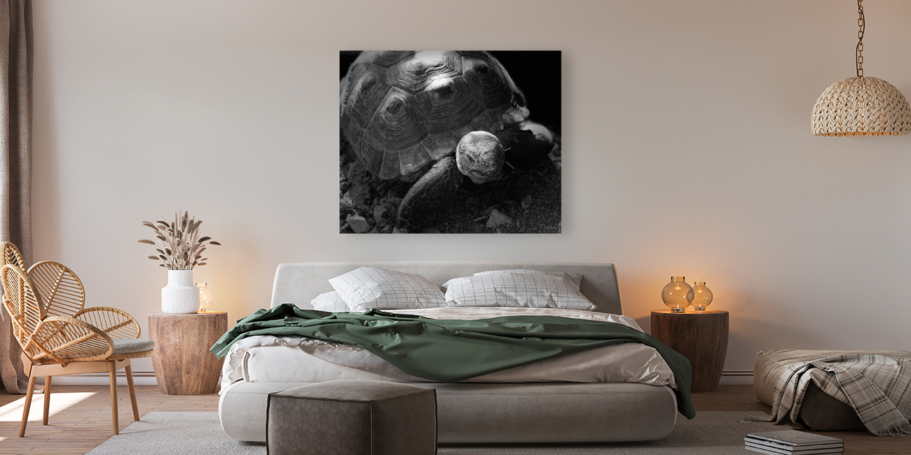 Tortoise 2 Reproduction