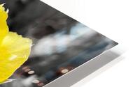 Honey Time HD Metal print