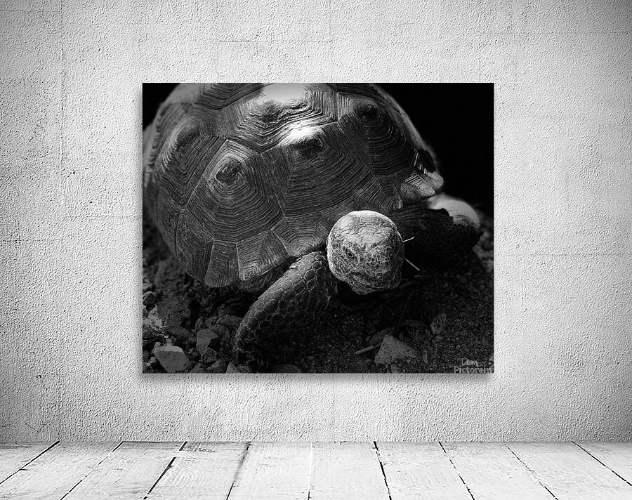 Tortoise 2 Wall Preview