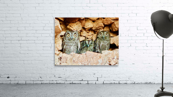 Three Little Owls Wall Preview