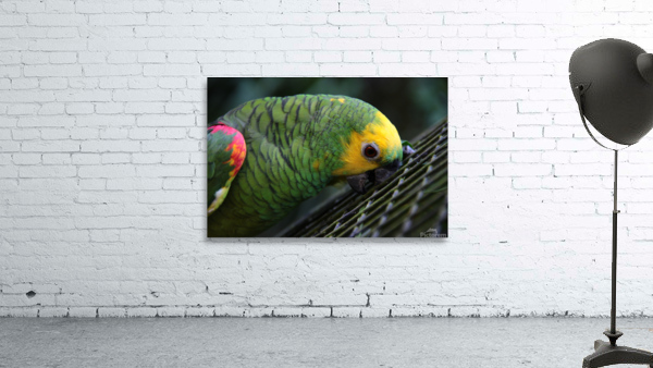 Parakeet Wall Preview