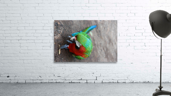Macaw Wall Preview