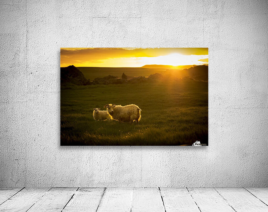 Iceland Sheep Wall Preview