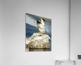 Dominant Pelican Acrylic Print