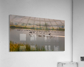 Geese Taking Off-Warm Acrylic Print