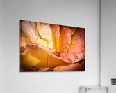 Rose Garden Portland Acrylic Print