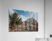 To The Top Acrylic Print