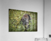 Berry Eating Bear Acrylic Print