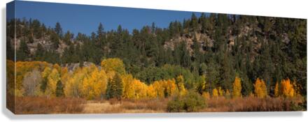 Hope Valley Aspens Canvas Print