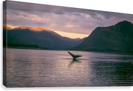 Whale Tail Alaska Canvas Print