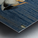 Dominant Pelican Metal print