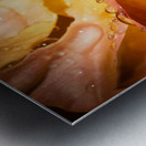 Rose Garden Portland Metal print