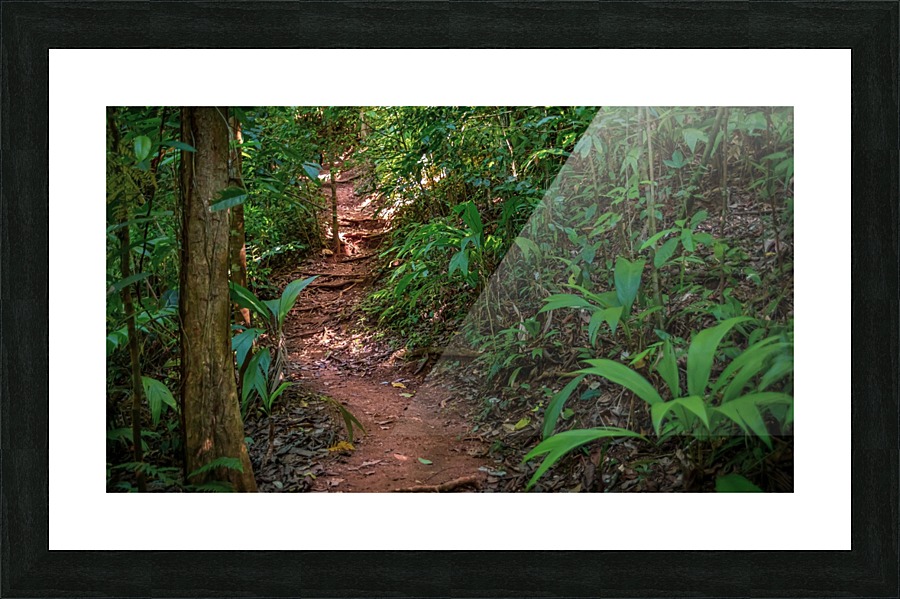 Jungle Path Picture Frame print