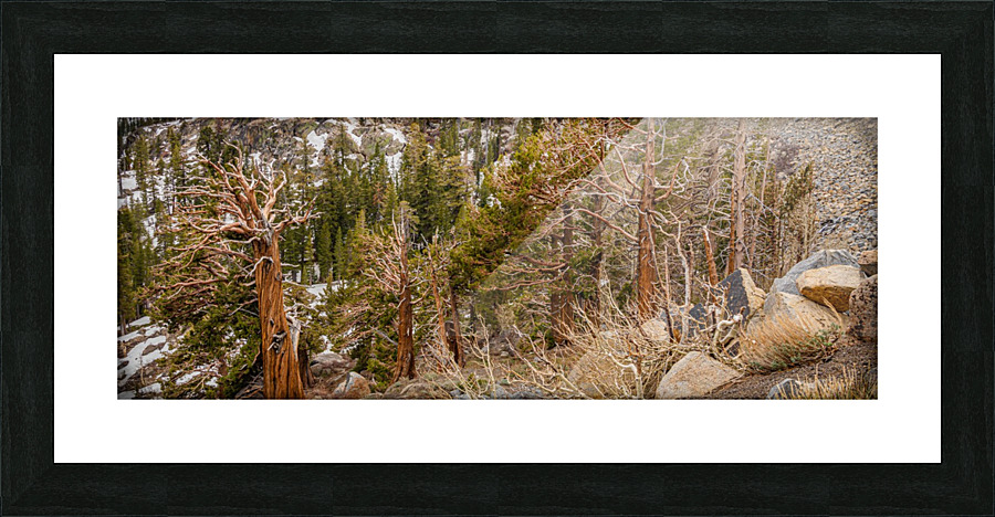 Twigs and Branches Picture Frame print