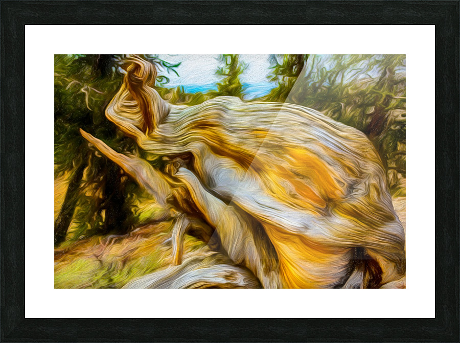 Angry Bristlecone Picture Frame print