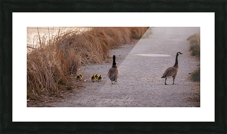 Out for a Walk Picture Frame print