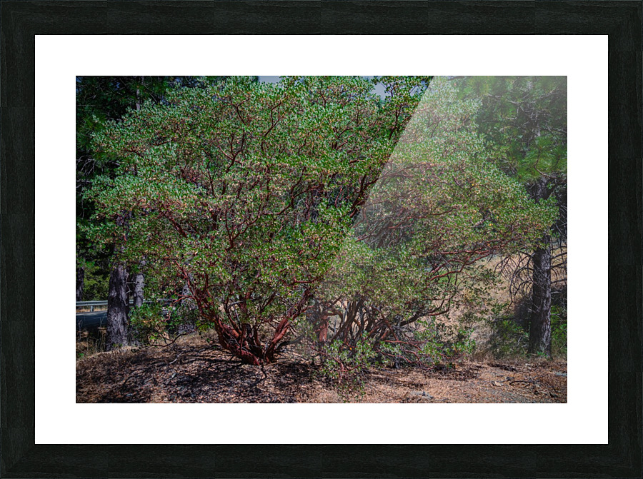 Manzanita Picture Frame print