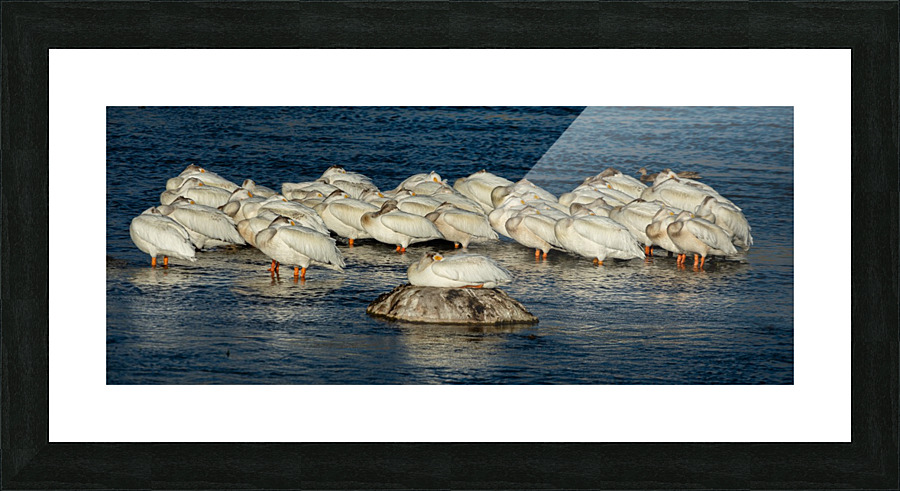 Pelicans Napping Picture Frame print