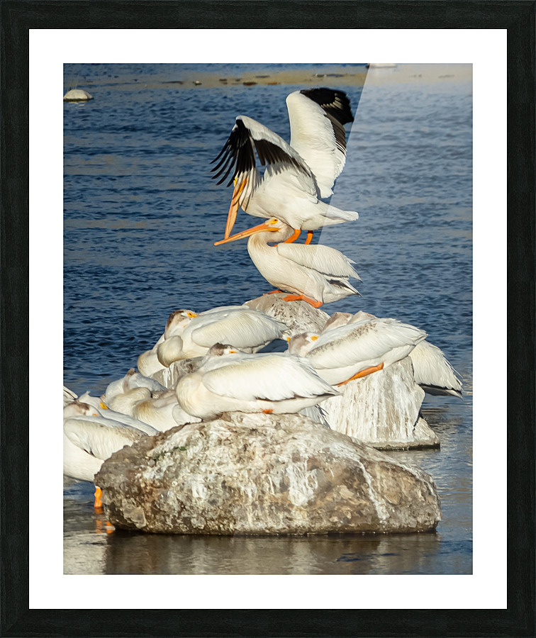 Dominant Pelican Picture Frame print