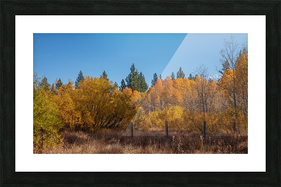 Tahoe Aspens with Posts Picture Frame print