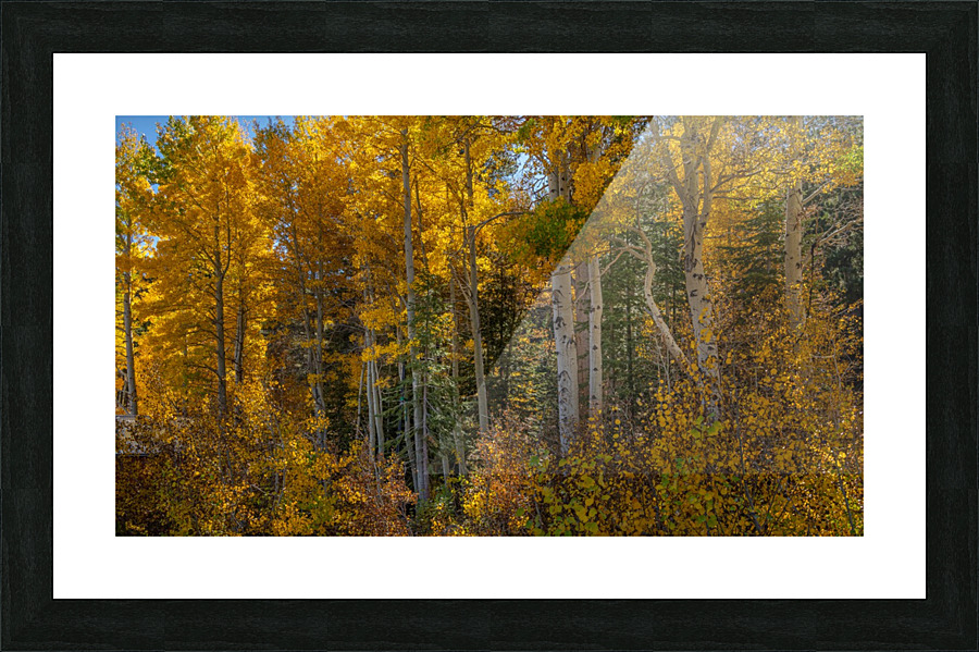 Tahoe Aspens Picture Frame print