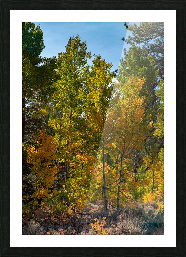 Aspen Group Picture Frame print