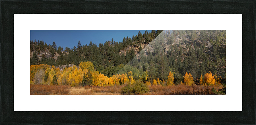 Hope Valley Aspens Picture Frame print